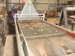 Sizing the Tulips